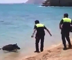Un jabalí huye de la policía en una playa de La Vila Joiosa